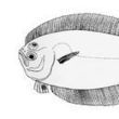 Encyclopedia of Life - Animals - Plants - Pictures & Information | Animal Classification for Year 7 | Scoop.it