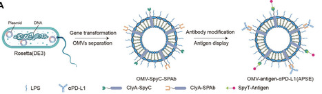 Bacterial Outer Membrane Vesicles in Potentiating Cancer Vaccines: Progress and Prospects | advS | RMH | Scoop.it