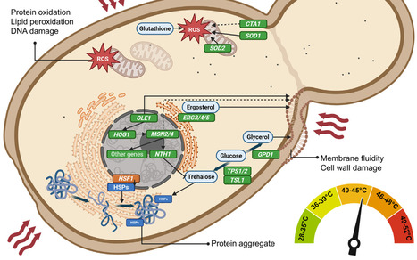 Thermotolerant yeasts and their biotechnological applications | Tin | RMH | Scoop.it