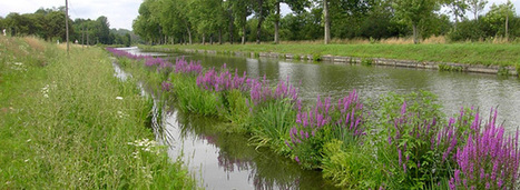 G&eacute;nie &eacute;cologique : les fili&egrave;res du v&eacute;g&eacute;tal en qu&ecirc;te de reconnaissance | Paysage - Agriculture | Scoop.it
