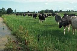 Les Pays-Bas préparent l’après-dérogation nitrates | SCIENCES DE L' ANIMAL | Scoop.it