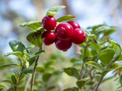 Löytyykö metsästä mustikkaa? Sato jäämässä heikoksi | 1Uutiset - Lukemisen tähden | Scoop.it