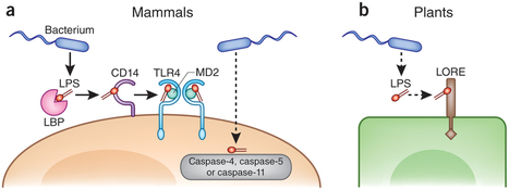 Nature Immunology - News and Views: A new receptor for LPS (2015) | Publications from The Sainsbury Laboratory | Scoop.it