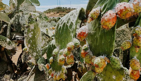 TUNISIE : Kasserine - Protection contre la cochenille du cactus : La prévention en quatre axes | CIHEAM Press Review | Scoop.it
