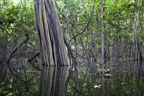 Guest post: Trees are the dominant source of methane emissions in Amazon wetlands | Carbon Brief | Coastal Restoration | Scoop.it