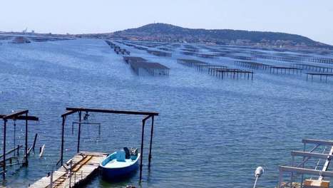 Des pesticides dans huit lagunes de Méditerranée, alerte une étude | EntomoNews | Scoop.it