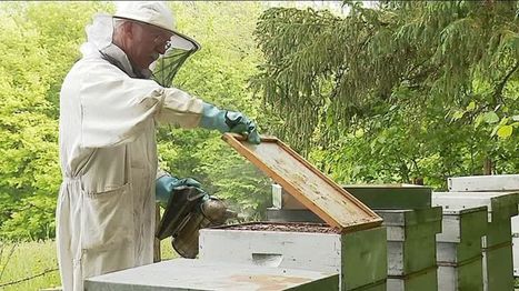 Printemps 2018, nouvelle hécatombe parmi les abeilles .... | Agir pour la biodiversité ! | Scoop.it