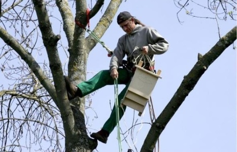 Marmande: La Ville va se servir de chauves-souris pour lutter contre les moustiques-tigres | Biodiversité | Scoop.it