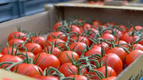 Des tomates rappel&eacute;es partout en FRANCE car elles contiennent trop de pesticides, il ne faut pas les manger | CIHEAM Press Review | Scoop.it