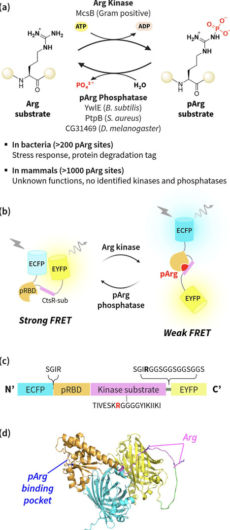 A Genetically Encoded Fluorescent Sensor for Protein Arginine Phosphorylation | acs | RMH | Scoop.it