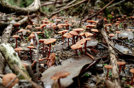 ‘Myconauts’ aim to reveal the often hidden soil fungi that shape ecosystems | Plant-Microbe Symbiosis | Scoop.it