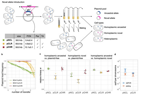 Horizontal transfer promotes allele segregation in multicopy plasmids | brveco | RMH | Scoop.it