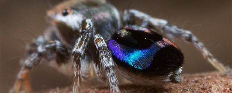 Scales of Peacock Spiders May Inspire New Optical Technologies  | Biomimicry | Scoop.it