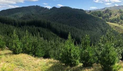 Strong returns attract new forestry investors | Timberland Investment | Scoop.it