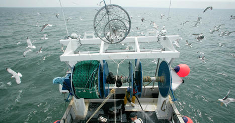 Les techniques de pêche les plus destructrices sévissent encore dans les aires marines protégées | HALIEUTIQUE MER ET LITTORAL | Scoop.it