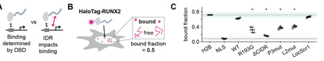 Generative design of functional disordered regions in a developmental transcription factor | brvbe | RMH | Scoop.it