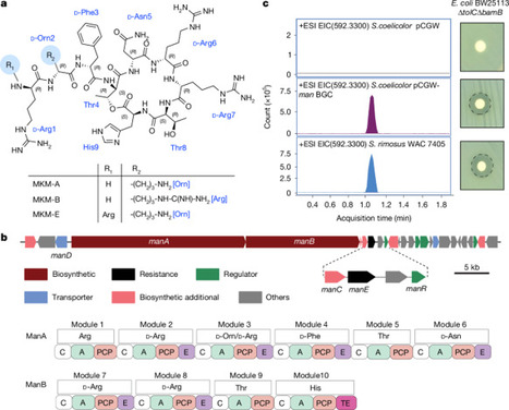 A natural depsipeptide antibiotic binds the E-site of the bacterial ribosome | RMH | Scoop.it
