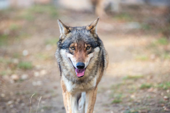 Avec 100 000 euros de dons, un mécène sauve 200 animaux d'un parc animalier