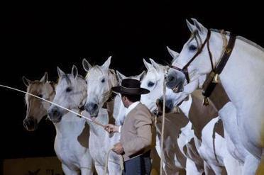 Llega Sicab, el evento m&aacute;s importante de 'pura raza' - Dirigentes Digital | Caballo, Caballos | Scoop.it