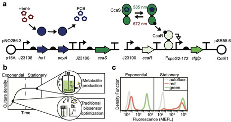 A stationary phase-specific bacterial green light sensor for enhancing metabolite production | Ncm | RMH | Scoop.it