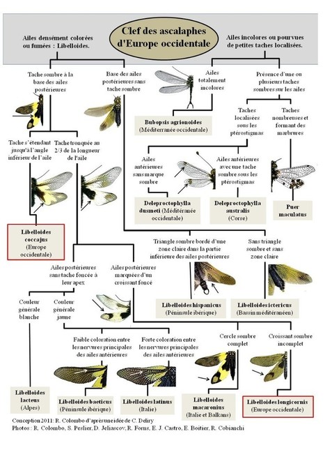 Ascalaphes : Clef de d&eacute;termination | Biodiversit&eacute; | Scoop.it