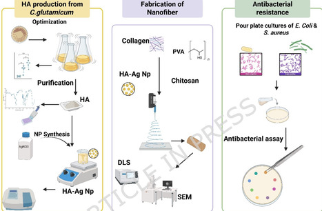 Engineered biosynthesis of hyaluronic acid in Corynebacterium glutamicum and green synthesis of HA-silver nanocomposites for advanced antimicrobial wound dressings | Srep | RMH | Scoop.it