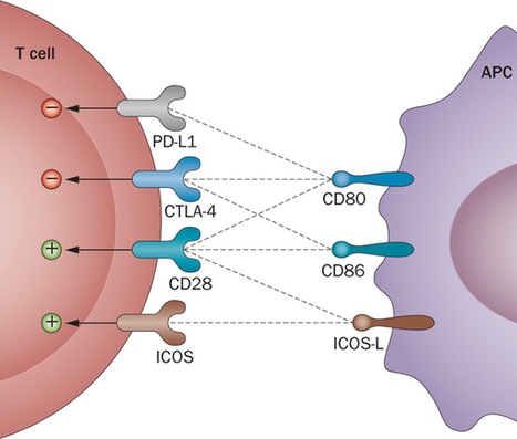 Targeting co-stimulatory pathways: transplantation and autoimmunity | Immunopathology & Immunotherapy | Scoop.it