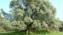 La lutte contre la xylella : la douane corse détruit une cargaison de végétaux suspects à Bastia | Les Colocs du jardin | Scoop.it