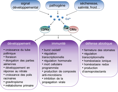 Propri&eacute;t&eacute;s et r&ocirc;les des prot&eacute;ines kinases d&eacute;pendantes du calcium chez Arabidopsis thaliana | Life Sciences Universit&eacute; Paris-Saclay | Scoop.it