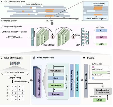 MEIsensor: a deep-learning method for mobile element insertion discovery | brvai | RMH | Scoop.it