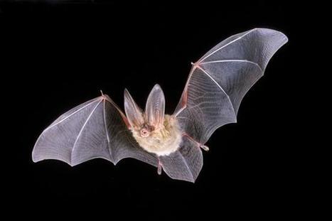Scary To Some, Bats Are Key Part Of Region's Ecosystem; Population Study Underway In Channel Islands | Coastal Restoration | Scoop.it