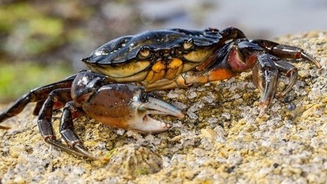 Les crabes sont sensibles à la douleur | EntomoNews | Scoop.it