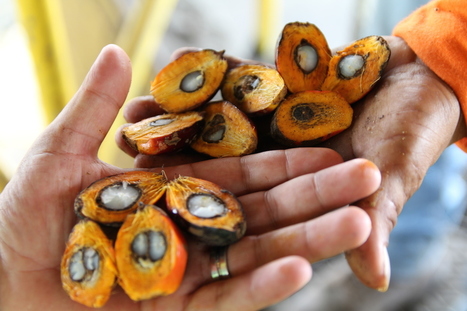 Could fungi provide an alternative to palm oil? | RAINFOREST EXPLORER | Scoop.it