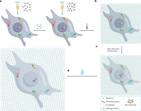 Expansion microscopy | Nature Reviews Methods Primers | RMH | Scoop.it