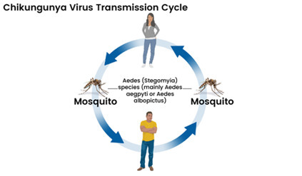2025 Chikungunya outbreak: A global health challenge | Virology News | Scoop.it