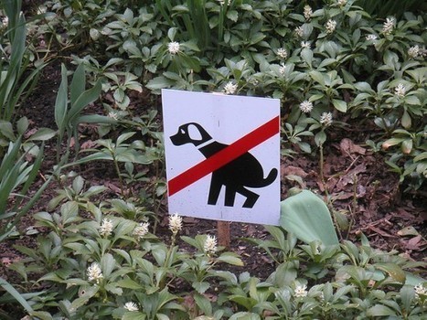 Taiwan Trades Lottery Tickets for Dog Poop | Strange days indeed... | Scoop.it
