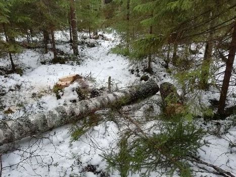 Pelastusoperaatio: Mies jäi loukkuun järeärunkoisen puun alle Lapualla | 1Uutiset - Lukemisen tähden | Scoop.it