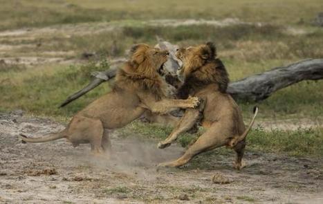 Cecil the lion’s brother Jericho shot dead in Zimbabwe | Géopolitique & Géo-économie | Scoop.it