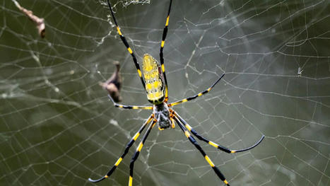 Des araignées géantes et invasives sur le point d'envahir les villes américaines selon les scientifiques | Biodiversité - @ZEHUB on Twitter | Scoop.it