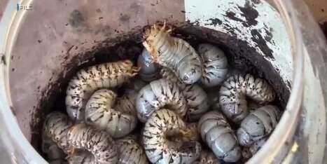 Hawaii County renews order to stop coconut rhinoceros beetle spread | Industry 411 - Waste Management | Scoop.it