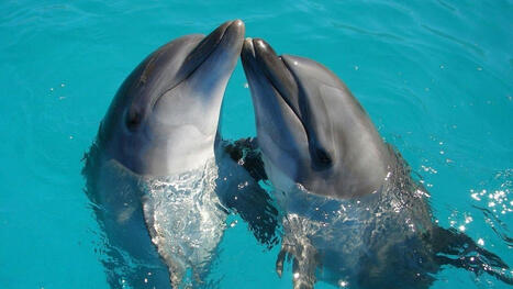 Les femelles dauphins se transmettent une liste des m&acirc;les relous &agrave; &eacute;viter | Revue de presse C&eacute;tac&eacute;s | Scoop.it