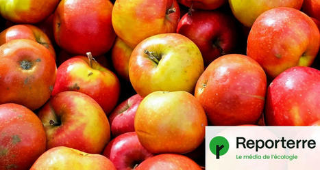 73 % des fruits non bio contaminés aux pesticides | Attitude BIO | Scoop.it