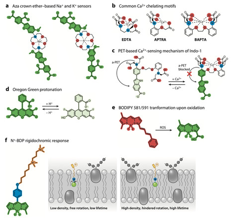 Chemical Probes for Functional Plant Imaging | anR | RMH | Scoop.it
