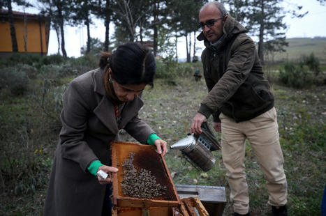 Bee numbers in TURKEY may drop due to unseasonably high temps | CIHEAM Press Review | Scoop.it