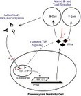 Clinical Immunology - Emerging therapies for systemic lupus erythematosus &mdash; Focus on targeting interferon-alpha | Immunopathology & Immunotherapy | Immunology and Biotherapies | Scoop.it