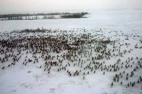 Anthrax kills 1,500 reindeer in Siberia, thawed-out reindeer corpse may be to blame | Amazing Science | Scoop.it