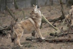 L’ASPAS poursuit J. Bové pour incitation au braconnage | Aspas Nature | Loup | Scoop.it