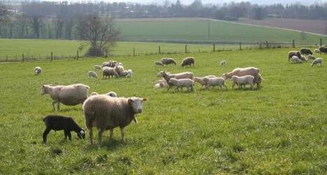 Dans les Vosges, le loup menace de proliférer - Web-agri | Loup | Scoop.it