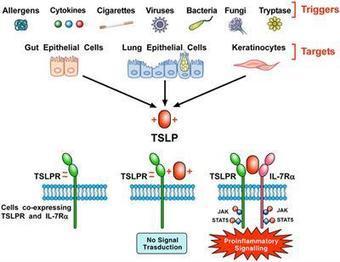 Frontiers | Thymic Stromal Lymphopoietin Isoforms, Inflammatory Disorders, and Cancer | Immunology | Immunology | Scoop.it