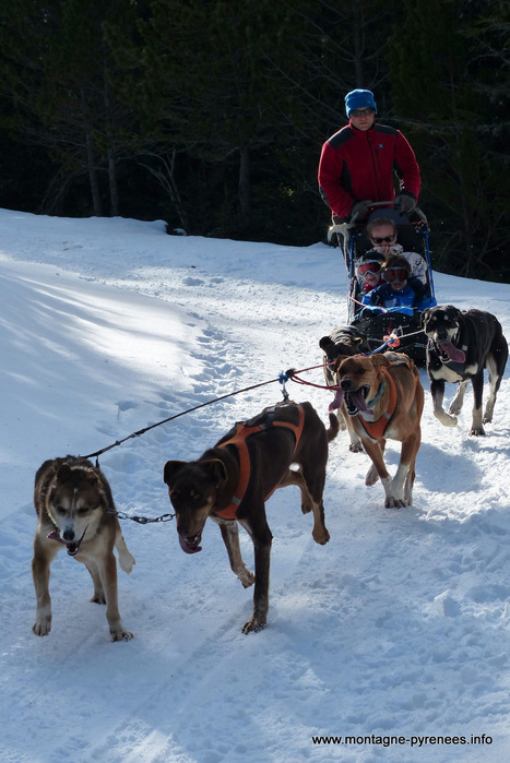 Transport en commun en forêt de Lacouéou (Aragnouet) | Vallées d'Aure & Louron - Pyrénées | Scoop.it